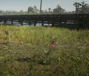 Red Dead Redemption 2 - как найти растение Олеандр и создать ядовитую